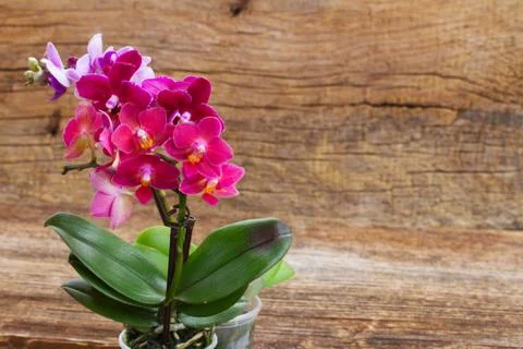 Spring  violet orchids Stock Photos