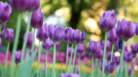 Spring violet tulips flowers in the wind Stock Footage 89576944