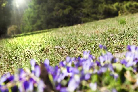 Spring Violets in early spring Stock Photos