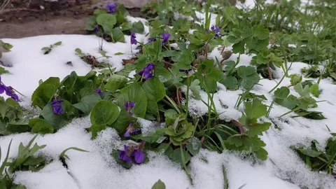 Spring Violets: Grace in Snowy Breezes 스톡 동영상 306137471