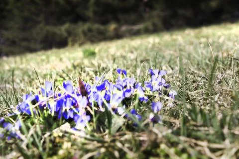 Spring Violets just grown Stock Photos