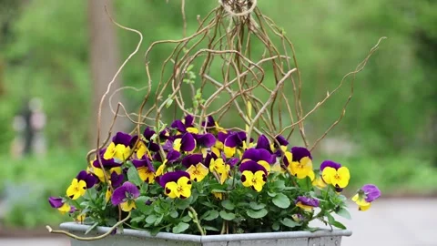 Spring violets in a parkside cafe with cyclists and walkers in background Vídeos de archivo 333308577