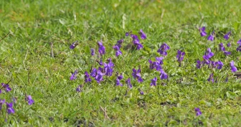 Spring violets in slow motion Stock Footage 269169641