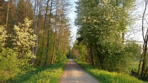 Spring Walk at the Edge of the Forest in Allgu with Fresh Grass, Lush Trees, Stock Footage 309044181
