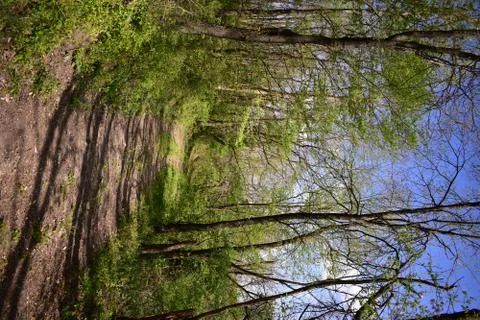 Spring walking trail. dirt road through the forest Stock Photos