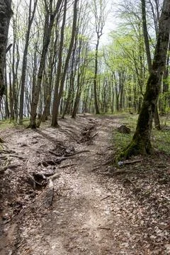 Spring walks in the beech forest along the path leading into the depths of th Stock Photos