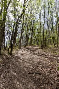 Spring walks in the beech forest along the path leading into the depths of th Stock Photos