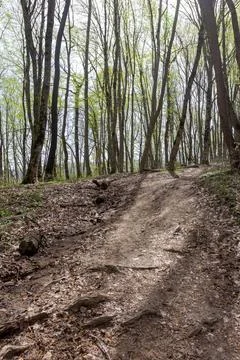 Spring walks in the beech forest along the path leading into the depths of th Stock Photos