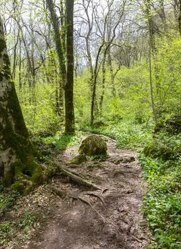 Spring walks in the beech forest along the path leading into the depths of th Stock Photos