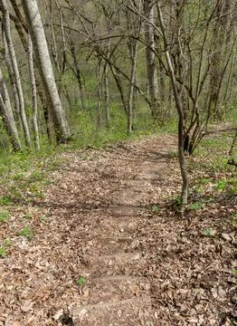 Spring walks in the beech forest along the path leading into the depths of th Stock Photos