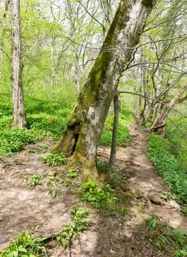 Spring walks in the beech forest along the path leading into the depths of th Stock Photos