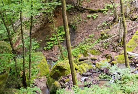 Spring walks in the forest during the growing season Stock Photos