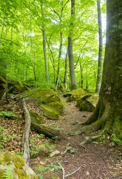Spring walks in the forest during the growing season Stock Photos