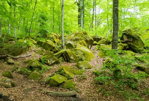 Spring walks in the forest during the growing season Stock Photos