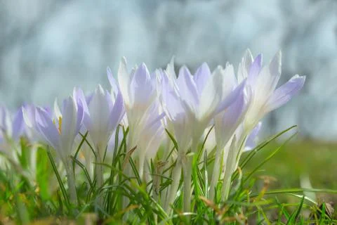 Spring wallpaper or background with gentle pastel blue crocus flowers Stock Photos
