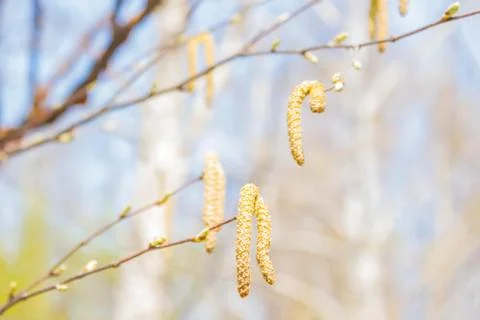 Spring, warm, nature. Stock Photos