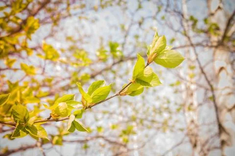 Spring, warming, first foliage. Stock Photos