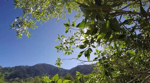 Spring in the Wasatch mountains in Utah Stock Footage 65121159