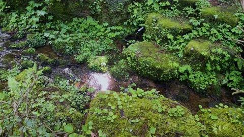 Spring water and a babbling brook flowing through mossy rocks Stock-Footage 325634282