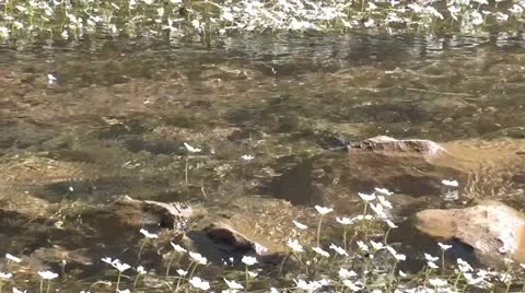 Spring water and tiny white flowers 3 Stock Footage 10817573