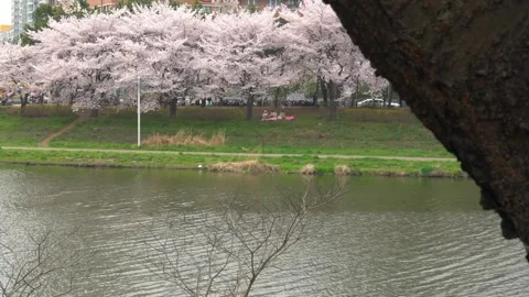 Spring by water, cherry trees in full bloom along river bank scene is dominated Stock Footage 276724541
