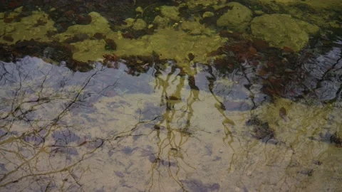 The spring water is clean, the bottom of the river is visible Stock Footage 149062773