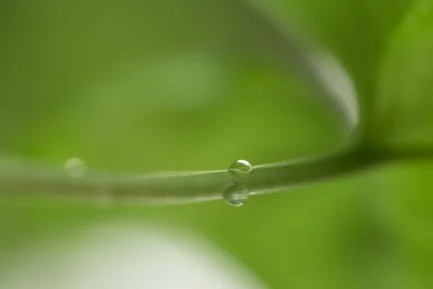 Spring Water Drop Stock Photos