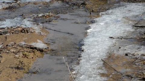 Spring water flooded trees and shrubs, dirty water in the flood Video stock 121050427