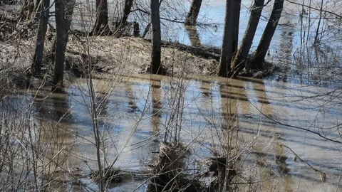 Spring water flooded trees and shrubs, dirty water in the flood Stock Footage 121050735