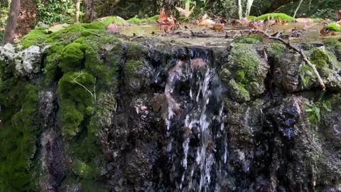 Spring water flowing from big rock. Stock-Footage 142733037