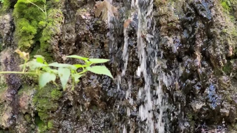 Spring water flowing from big rock. Stock Footage 142733435