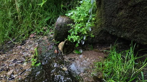Spring water flowing from a natural forest source into a shallow stream Stock Footage 339304333