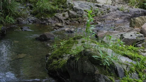Spring water flows from mountain streams in summer Stock Footage 241235238