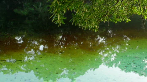 Spring Water Flows into River Stock Footage 739612