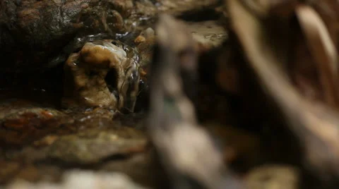 Spring water Vidéo 1000120