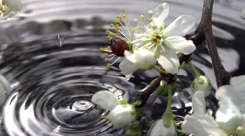 Spring Water Stock Footage 37759817