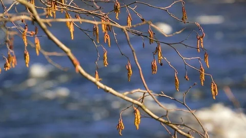 Spring Water Vídeos de archivo 125995611