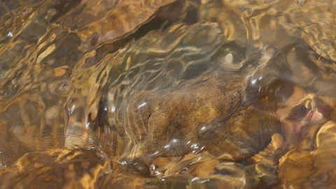 Spring water Stock Footage 244406995