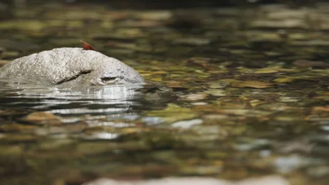 Spring water Stock Footage 244407595