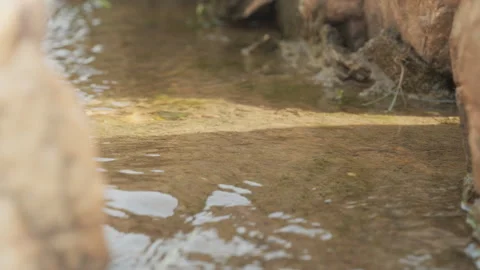 Spring water Stock Footage 244408027