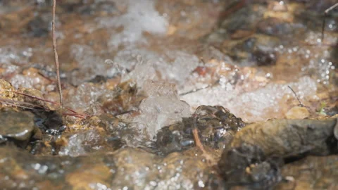 Spring water Stock Footage 244409484