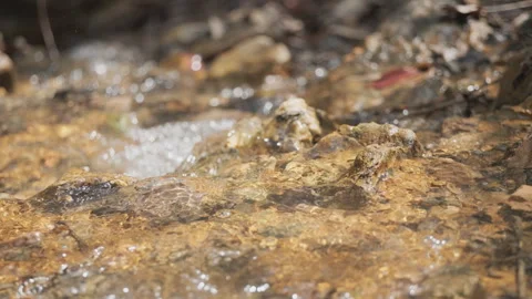 Spring water Stock Footage 244409502
