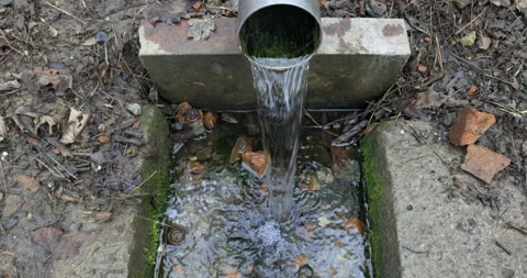 Spring water in forest 库存影片 186460896