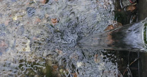 Spring water in forest 库存影片 186467121