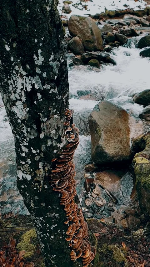 Spring water in the forest Video stock 233105477