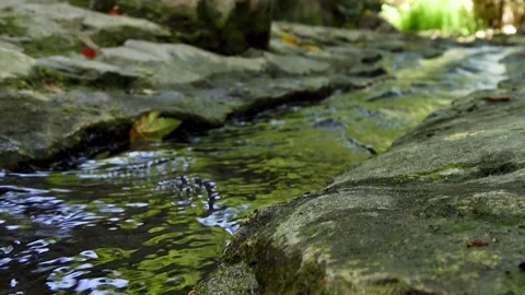 A spring of water, Maayan Vidéo 167685043