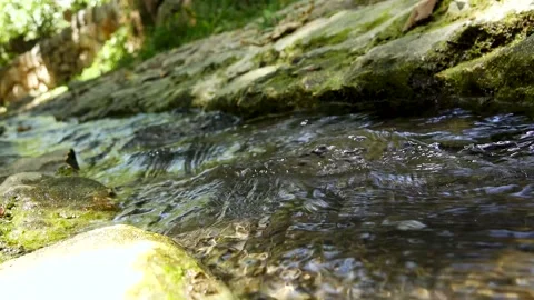 A spring of water, Maayan Vidéo 167687065