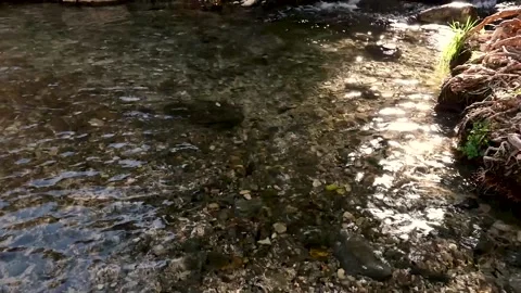 A spring of water, Maayan Vidéo 167690003