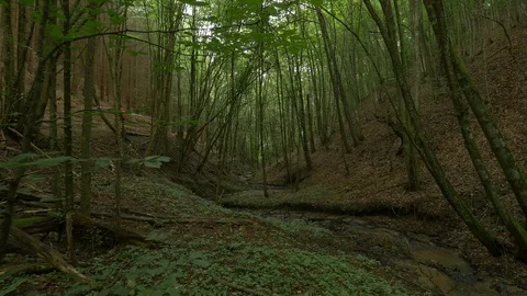 Spring water passing through a forest Stock Footage 100865337