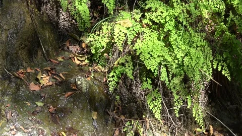 Spring water running down the hill with Maidenhair fern growing on it Stock Footage 142919615